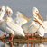 American White Pelican